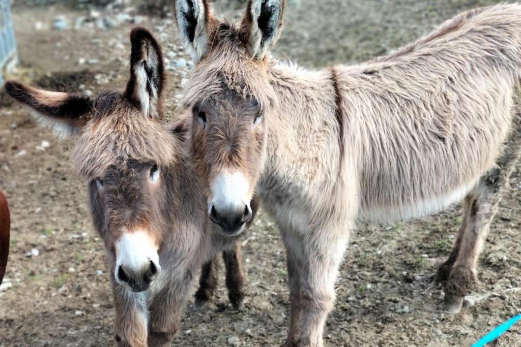 Appartamento Di Montagna Lo Grop Chambave Dış mekan fotoğraf